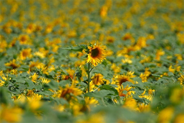 sunflower0002.jpg